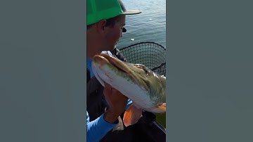 HUMONGOUS MUSKY Caught On Leech Lake Minnesota!!! #musky #fishing #fish #lakemonster #muskyfishing