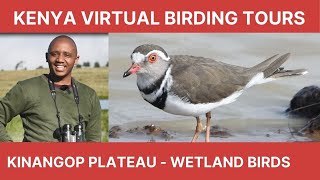 Kenya Virtual Birding Tours S01 Ep01: Kinangop Plateau - Wetland Birds