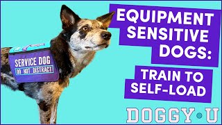 Train YOUR Dog to SELFLOAD into a VEST/HARNESS (& LOVE IT)! Even Equipment Sensitive Dogs!