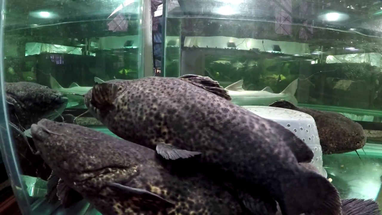 Four Apure Jelly catfish, Cephalosilurus apurensis, 1.5', 3 years old