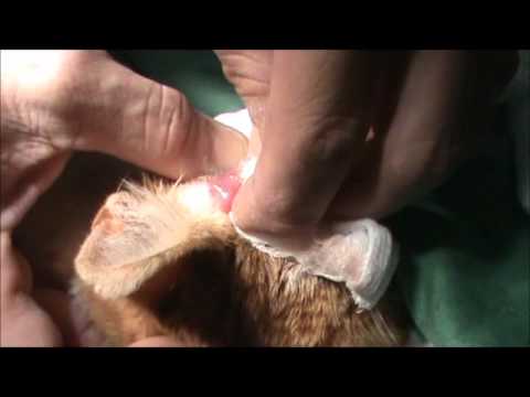 Vídeo: Cavidade De Pus Formando-se Sob O Dente Em Gatos