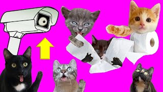 4 gatitos captados en cámara jugando con el papel higiénico / Videos de gatos Luna y Estrella
