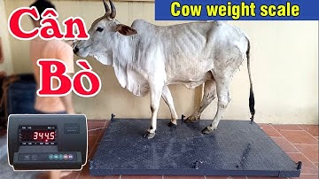 Cân bò, cân điện tử 1 tấn | Cân Hoàng Thanh : 0987059224