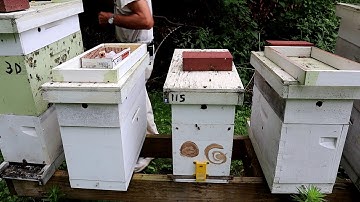 Introducing a Virgin Queen  into a Hive