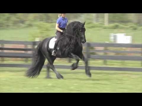 FRIESIAN STALLION "Leave you Breathless"