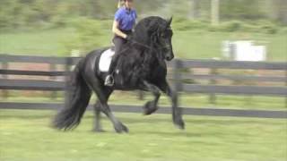 FRIESIAN STALLION 'Leave you Breathless'