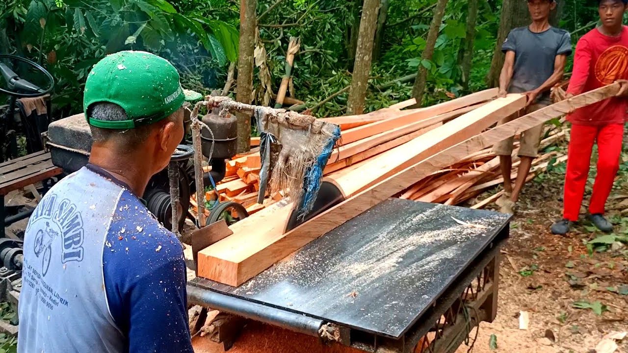 menggergaji kayu  mahoni  fress habis tebang bahan balok 