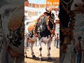 big cow / qurbaani #cowvideos #cow #shortvideo #shortfeed