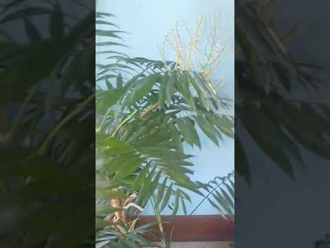 Video: Parlor Palm Seed Collection and Proprogation - Parlor Palm From Seed