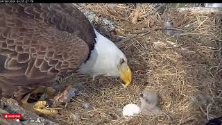 A Short Life That Inspired  A Little Miracle   NCTC Eagles Nest of Bella & Scout (4/8)