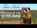 True facts the rise of the kitten snake