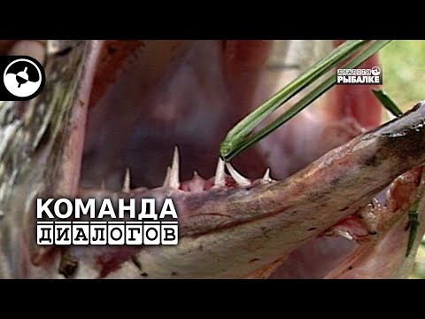 Что мы знаем о щуке | Классика