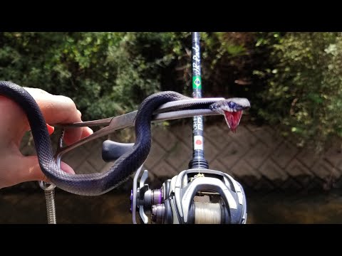 Vídeo: Cobra Em Uma Vara De Pescar