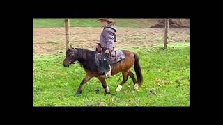 Charlie sells at Dixie Horse Auction in Troutman NC - November 28th and 29th