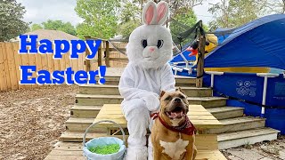 American Bully Dog Meets The Easter Bunny