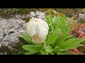 Brahma kamal | hemkund sahib | 2021