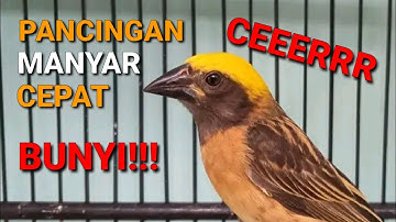 Thumbnail of PANCINGAN BURUNG MANYAR AGAR BUNYI, MANYAR GACOR, MANYAR KEPALA EMAS