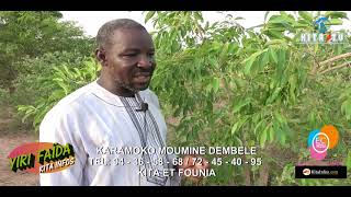 LES BIENFAITS DE L'ARBRE / Yiri Faïda: TRINNI OU TRIN TRINNI, Karamoko Moumine DEMBÉLÉ ,