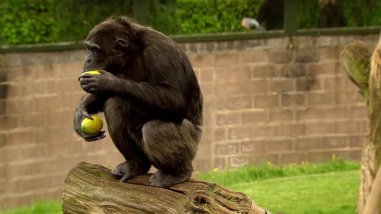 ⁣Chimp Learns to Trade | Extraordinary Animals | BBC Earth