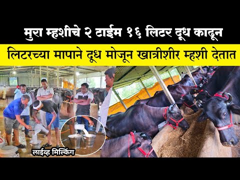 मुरा म्हशीचे दोन टाईम 16 लिटर दूध काढून लिटरच्या मापाने दूध मोजून खात्रीशीर म्हशी देतात #मुरा_म्हैस