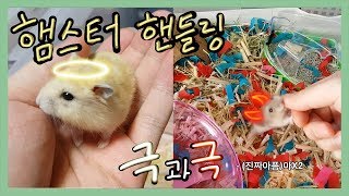 How to handling a hamster (Part 1)