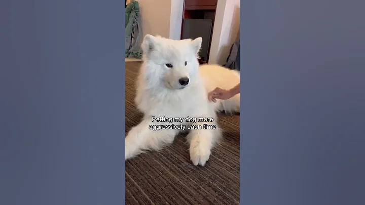 How can you not get cute aggressive? #dog #samoyed #shorts #fluffy - DayDayNews