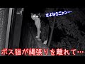 絶対に戦わないボス猫が縄張りを離れたまさかの理由