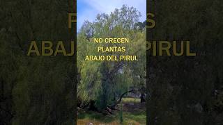 🌿🌿¿Por qué no crecen plantas grandes debajo de los pirules (Schinus molle)? 🌿🌿