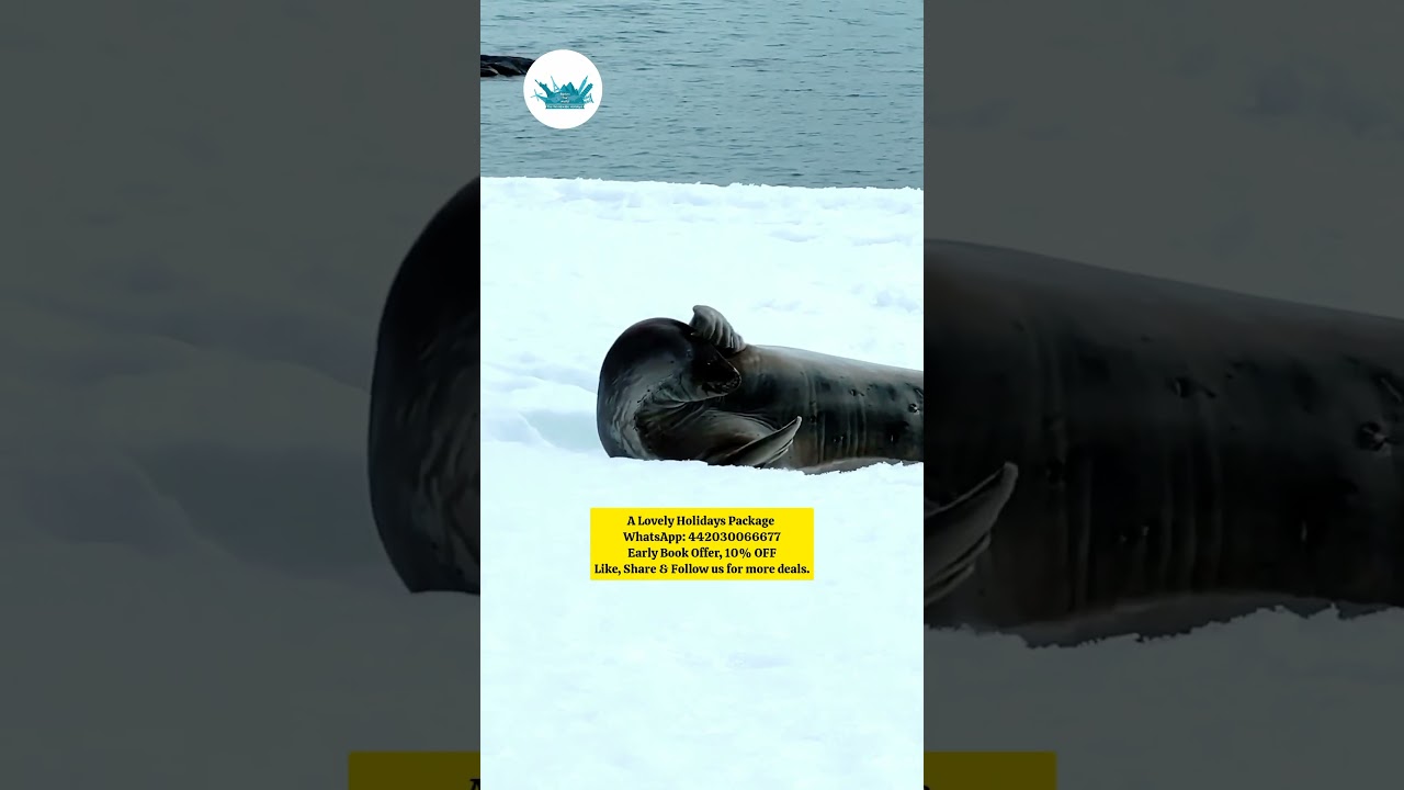 The Worldwide Holidays: Dream Big, Achieve Boldly