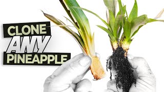 Multiplying Dozens of Pineapple Plants from a Top with RESULTS! |  Easy Pineapple Top Propagation by Greenthumbs Garden 63,787 views 1 year ago 16 minutes