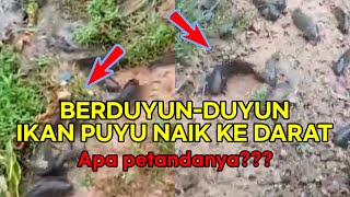 Ikan Puyu Naik Ke Darat | Apa Sebabnya | Betul Ke Ada Perkara Buruk Akan Berlaku???