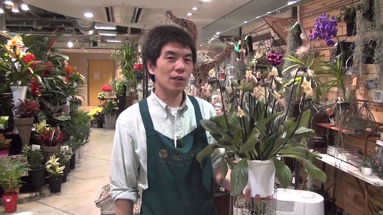 イワタバコ科の植物 キリタ の育て方 日常管理 Youtube