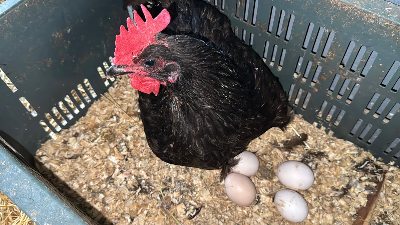 هالجديد والتغيرات لي فالمزرعة 