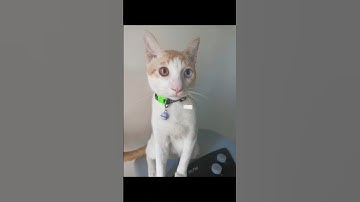 i asked chatgpt to turn my cat into a human #maincharacter #meow#heterochromia #funnycats #treattime