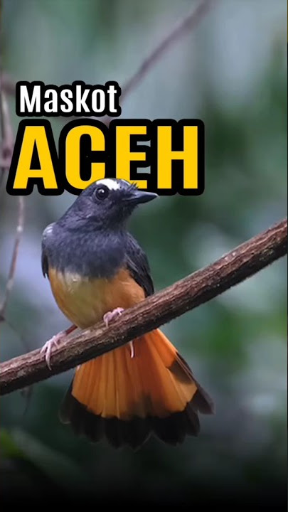 Murai Ekor Kuning #kicaumania #infoburung #bird #burungunik #burungviral #muraiekorkuning