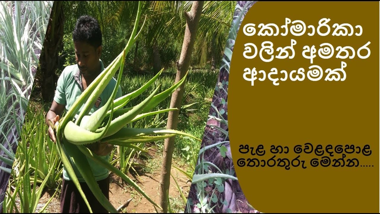 Aloe Vera Cultivation