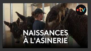 Naissances à l’asinerie de Dompierre-sur-Boutonne