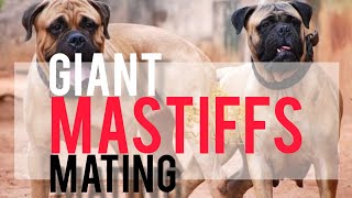 Mating Giant Mastiffs (making babies)  #viral #breeding @Street_Dog_Pluto @YouTube #dog