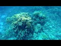 Snorkeling BARON RESORT 5* Sharm El Sheikh Снорклинг на рифе отеля BARON RESORT 5*