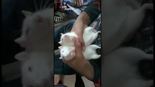 Cuteos Eating Kaju Katli White Mice