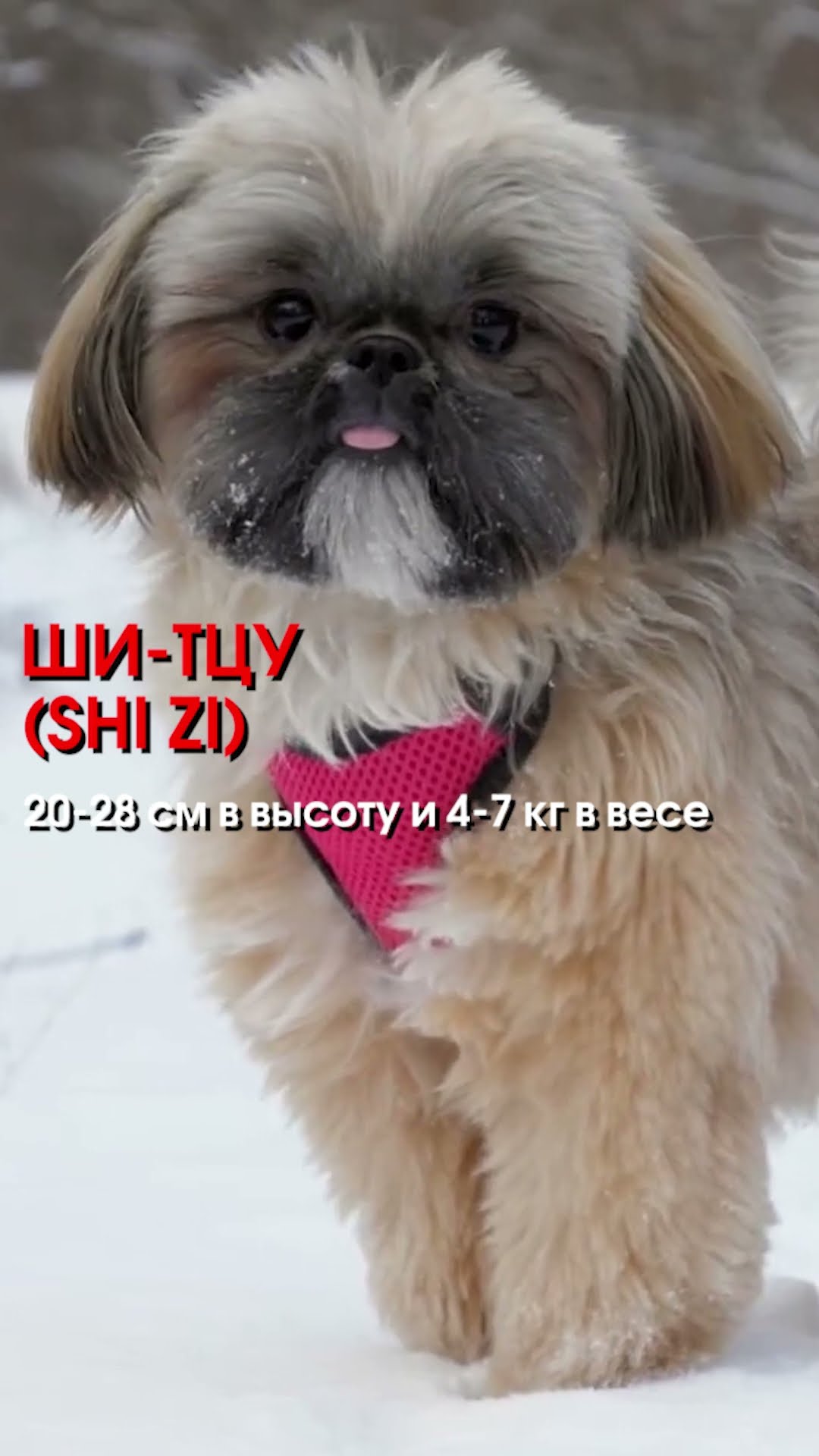 самая маленькая собака в мире породы самая маленькая собака в мире породы