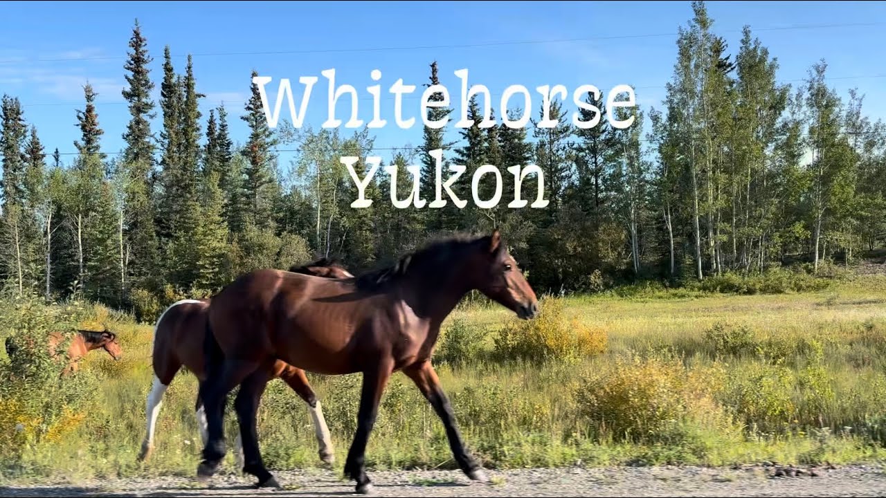 Whitehorse Yukon Food Adventure | Bison, Elk & Fresh Berries at Local Markets