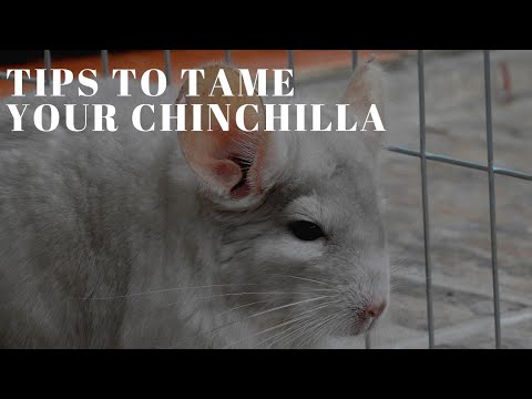 Video: How To Tame A Chinchilla To Your Hands