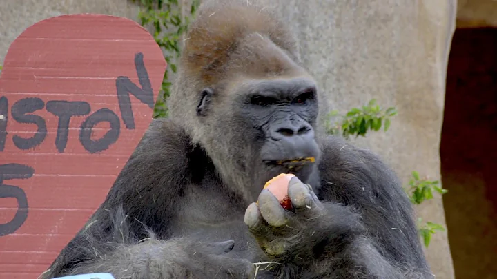 1 Year Older But Still a Stud - Winston the Gorilla's 45th Birthday