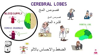 تشريح أجزاء الدماغ || [ 6 ]فصوص المخ cerebral lobes