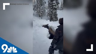 Friends rescue moose stuck in frozen creek