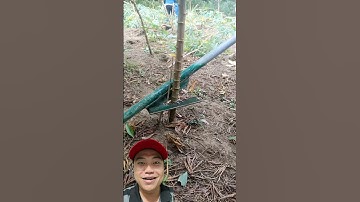 Sáng tạo dụng cụ nhổ khoai mì nhanh gọn lẹ #shorts