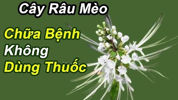 Cây Râu Mèo Rẻ Bèo Ở Việt Nam Chữa Khỏi 10 Bệnh Nước Ngoài Tìm Mua Như Thần Dược I Khỏe Đẹp Online