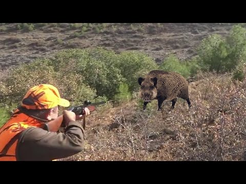 DEV AZILI YABAN DOMUZU AVI / GIANT MONSTER WİLD BOAR HUNTİNG - HOG HUNTİNG , PİG HUNTS