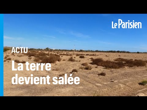 Vidéo: Épicé Et Saline De Mer